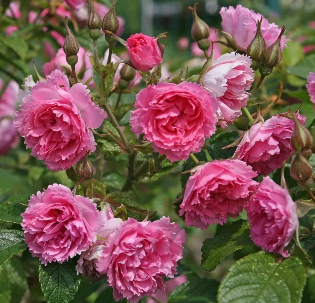 Пинк Гротендорст (Pink Grootendorst) 1923