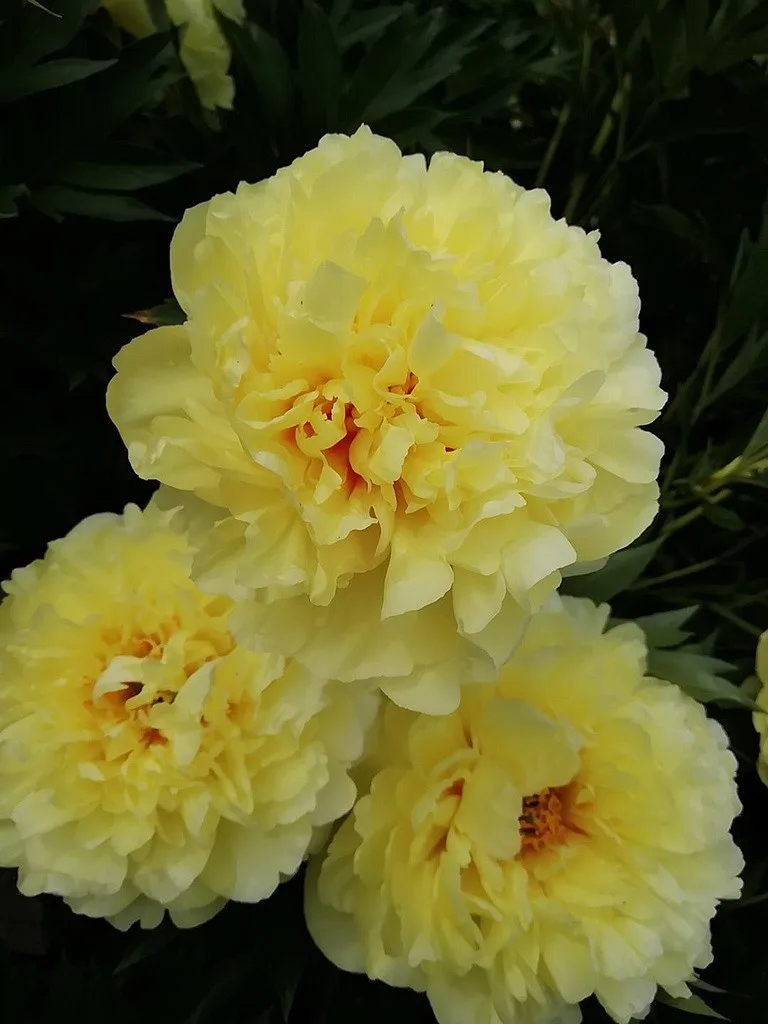 Пион Бартзелла ХИТ