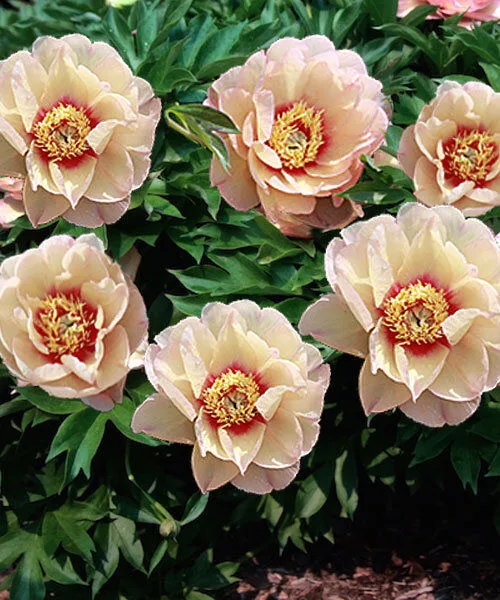 Пион Callies Memory (Келлис Мемори) НОВИНКА