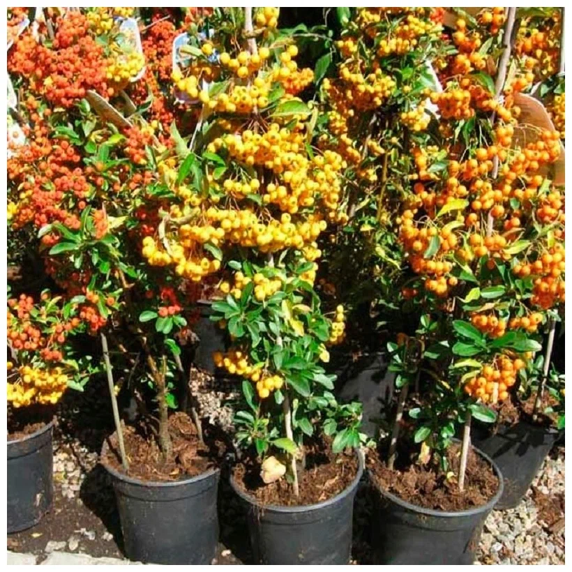 Пираканта желтая (Pyracantha)