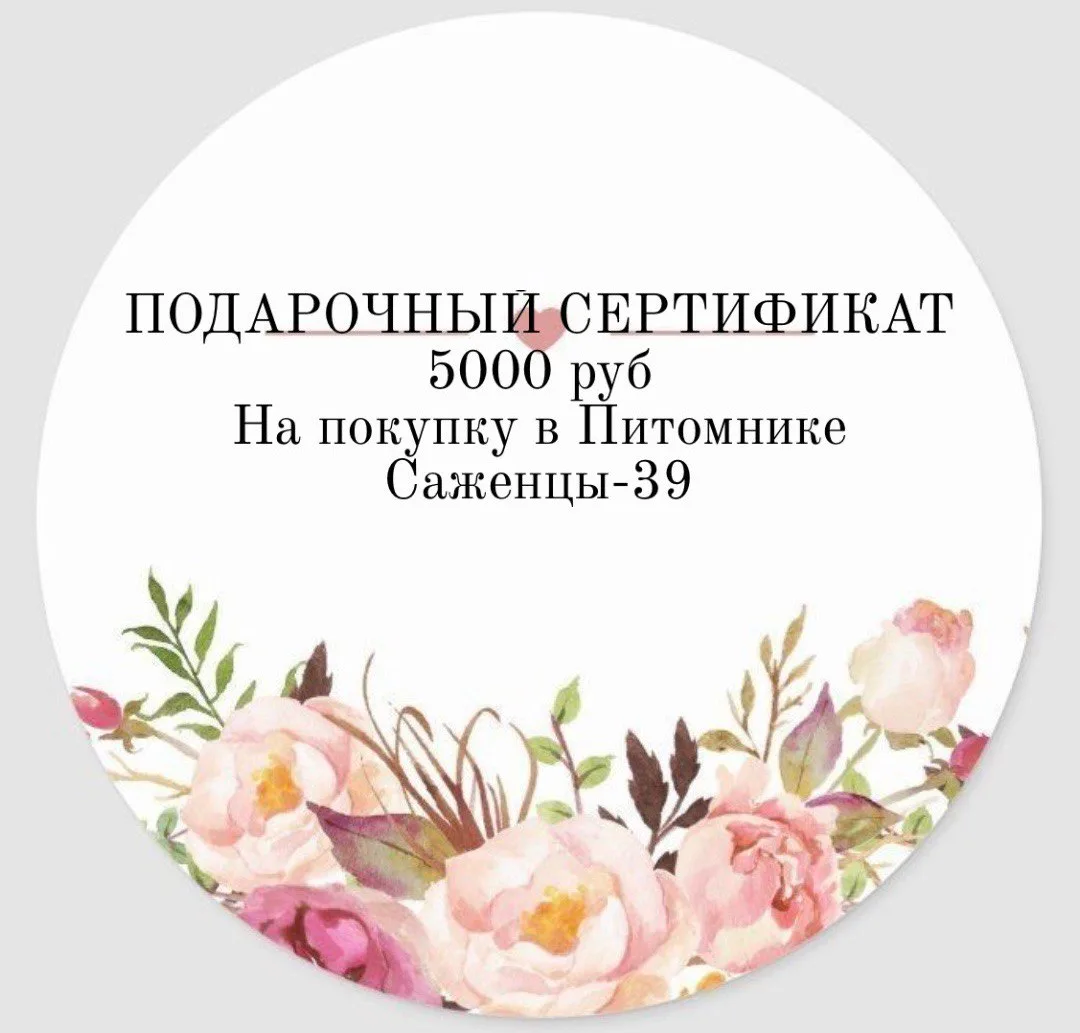 ПОДАРОЧНЫЙ СЕРТИФИКАТ