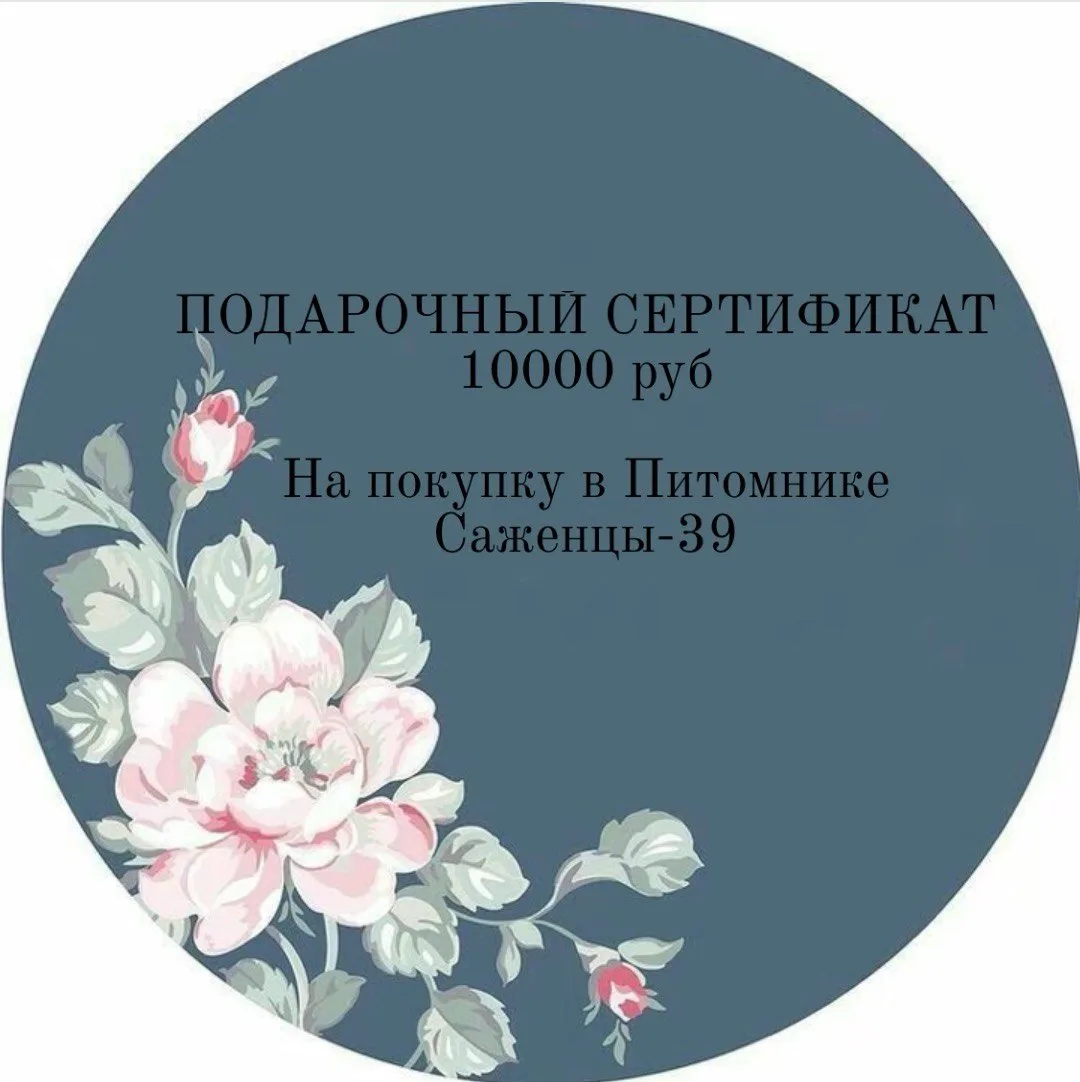 ПОДАРОЧНЫЙ СЕРТИФИКАТ