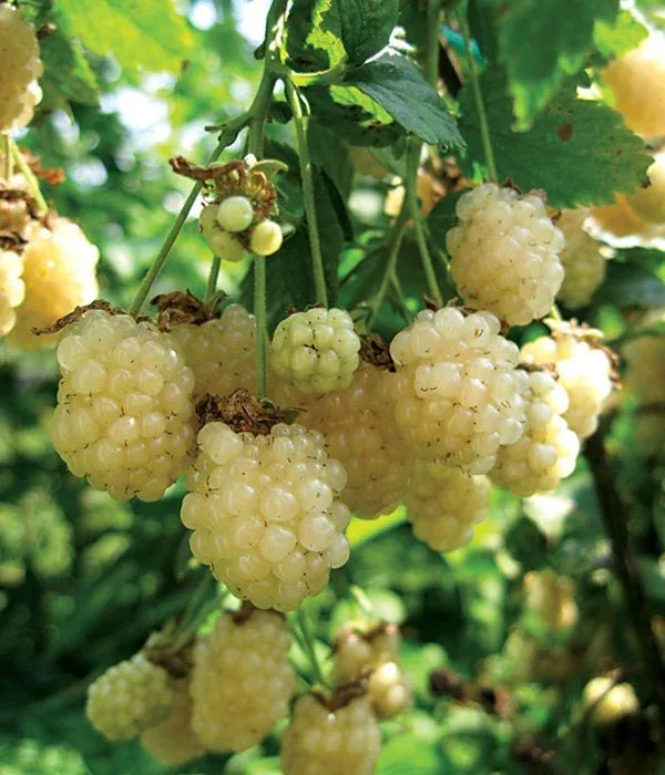 полар берри