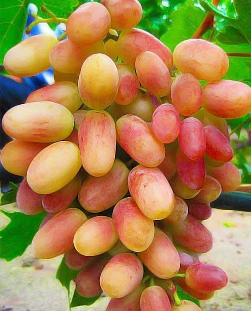 Преображение (столовый)