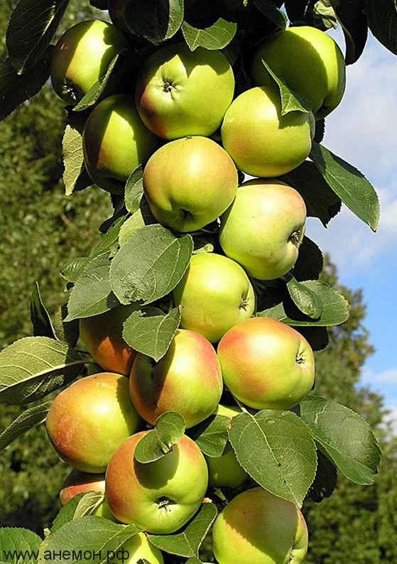 Яблоня Президент колонновидная
