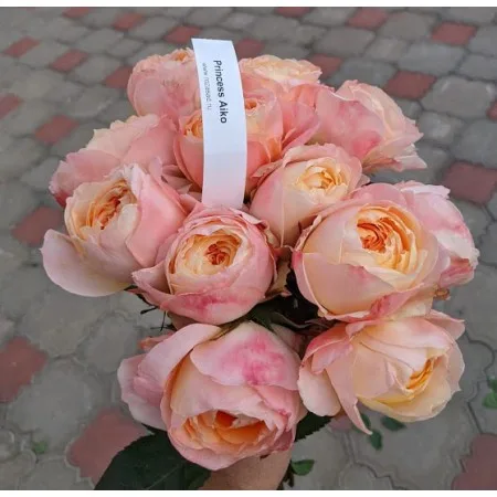 Princess Aiko( Принцесса Айко)Keisei Rose Nursery Япония 2002