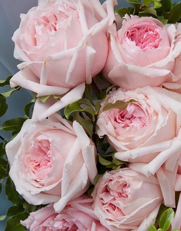 Princess Hitomi (Принцесса Хитоми) WABARA Япония 2019