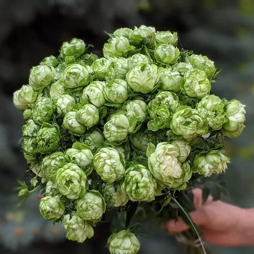 Princess Midori (Принцесса Мидори)Япония 2020