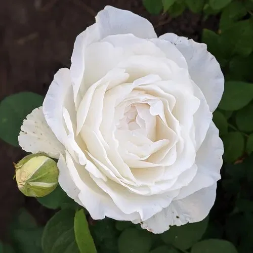 Princess Miyuki (Принцесса Миюки) Япония 2016