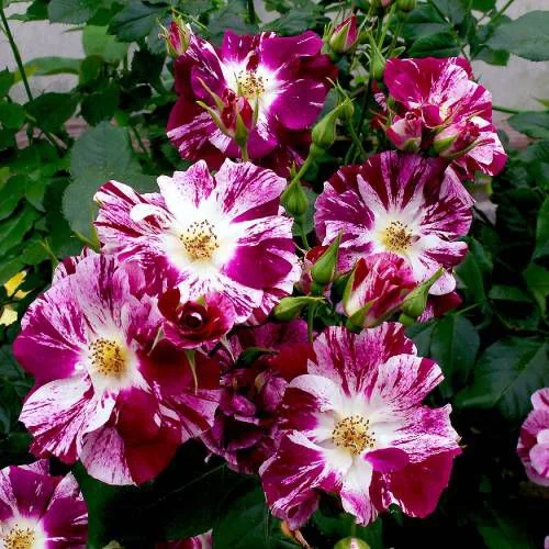 Purple Splash (Пурпурный всплеск) Tom Carruth США 2009