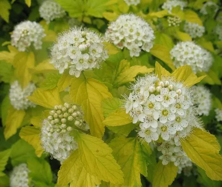 Пузыреплодник калинолистный Лютеус