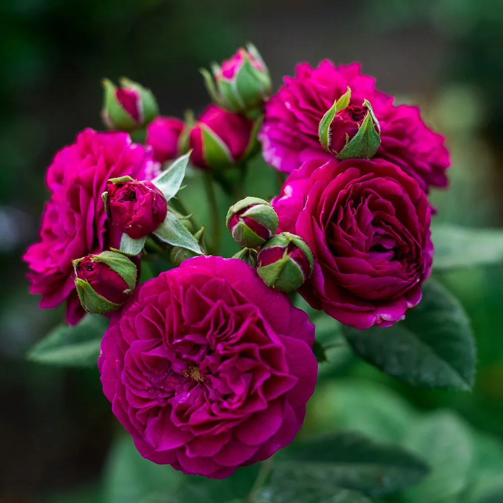 Пёрпл Лодж, Пале Бирон (Purple Lodge, Palais Biron) Orard Франция 2010