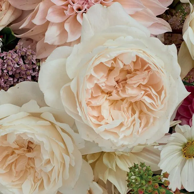 Пьюрити, Пурити (Purity) D. Великобритания 2016