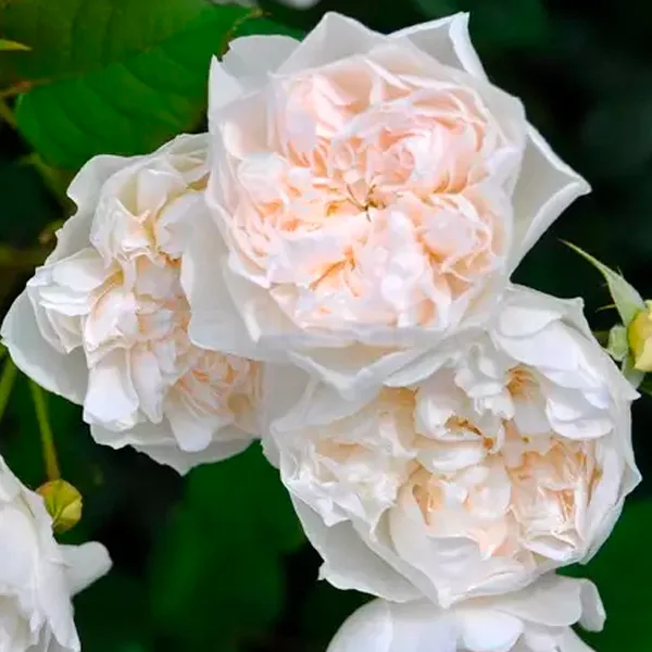 Queen of the Elves (Королева Эльфов) T.Kimura Япония 2017