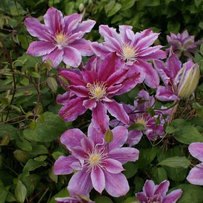 Рагамаффин (Ragamuffin) Новинка