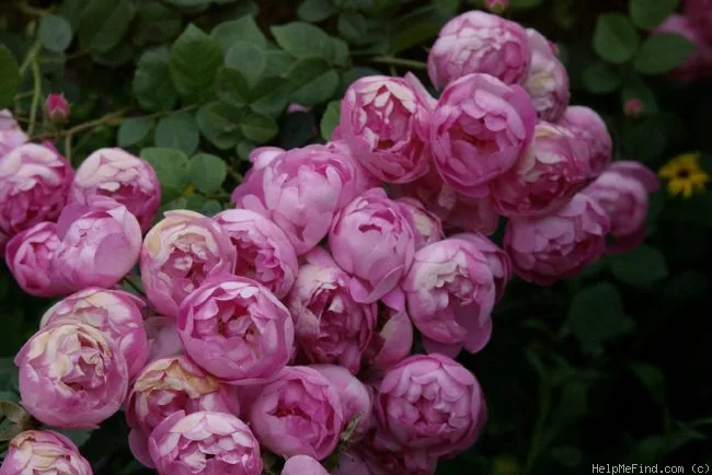 Raubritter (Раубриттер) Kordes 1936