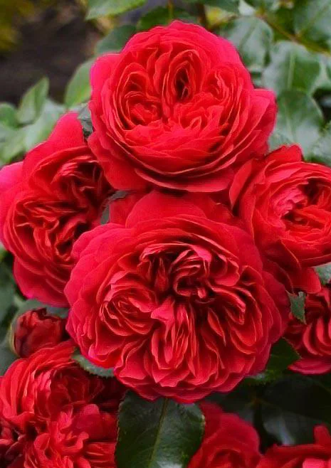 Red Leonardo da Vinci (Ред Леонардо да Винчи) Meilland Франция 2003