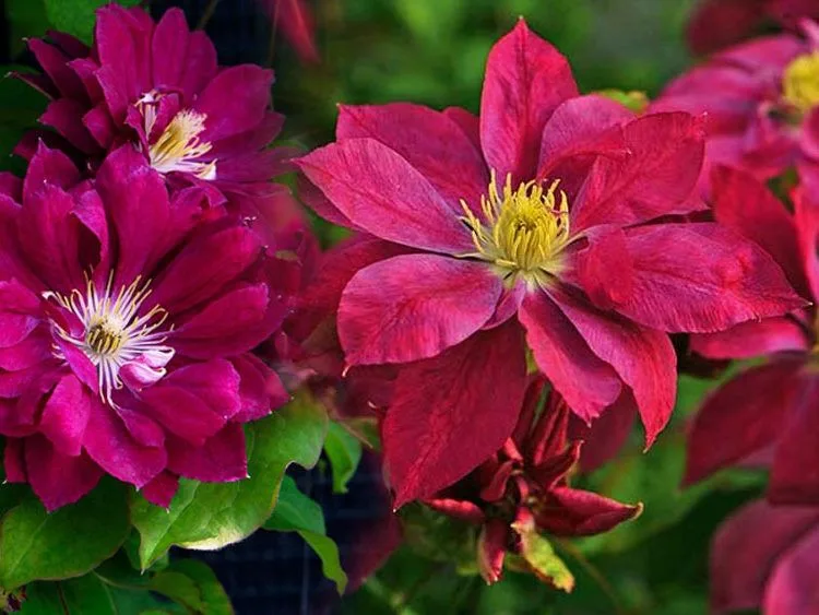 Ремембранс (Clematis Remembrance) Новинка