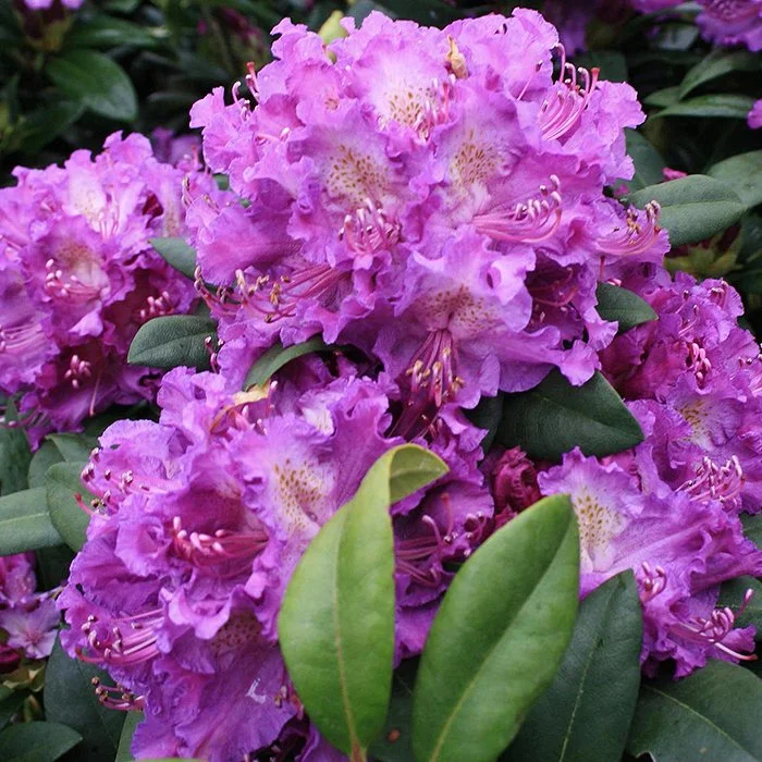 Альфред Новинка Советуем