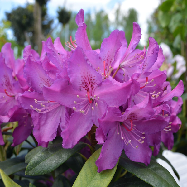 Болеслав Хробры Новинка