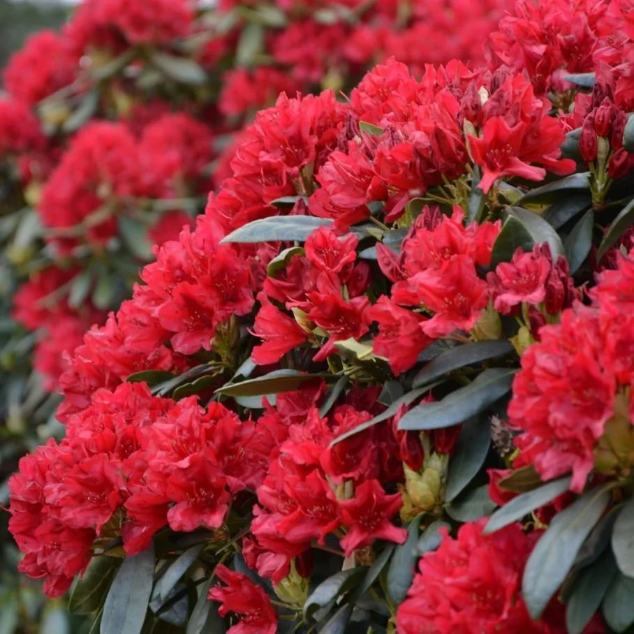 Busuki (Бузуки) Хит Советуем