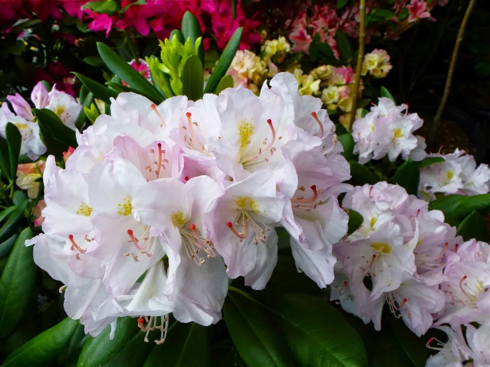 Эскимо Новинка