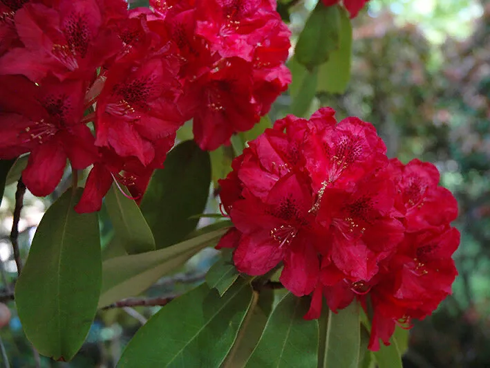 Francesca (Франческа)