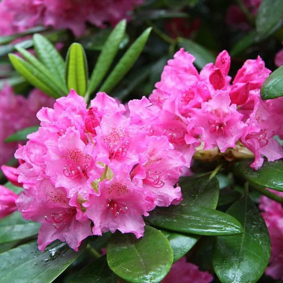 Рододендрон Гаага