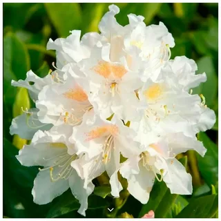 Каннингемс Уайт (Cunningham's White)