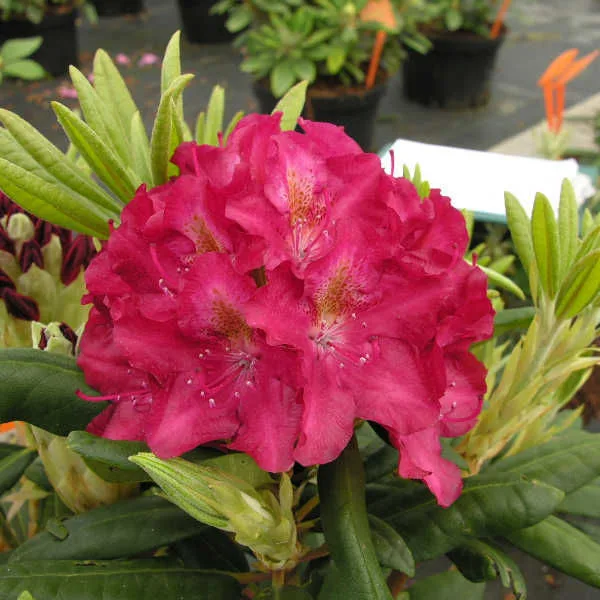 Kazimierz Wielki, Royal Scarlet (Казимира Вилки, Роял Скарлет)