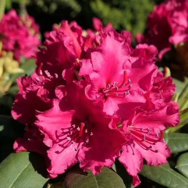 Neon Kiss (Неон Кисс)