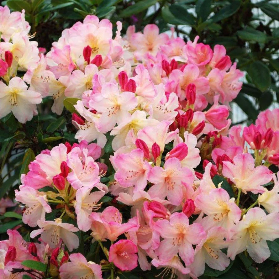 Percy Wiseman (Перси Вайсман) Новинка