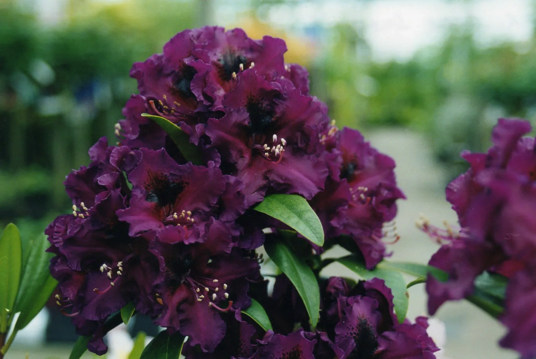 Polarnacht (Поларнахт) Хит Советуем