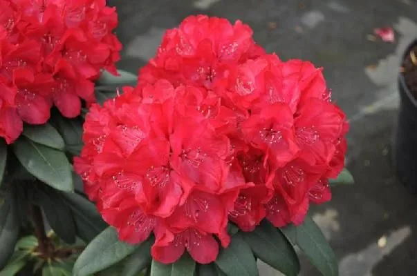 Wladyslaw Jagiello, Royal Red (Владислав Ягелло, Роял Ред)