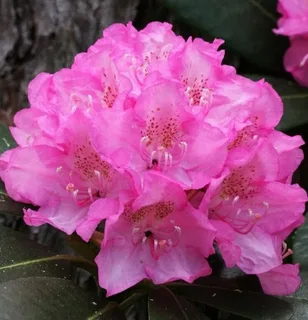 Хельсинки Юниверсити (Helsinki University)