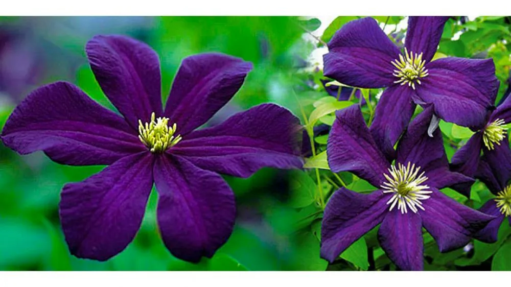 Romantika (Романтика)