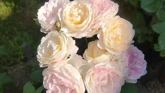 Роза Андре Брише/Andre Brichet на штамбе