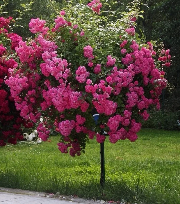 Роза Ангела (Angel) на штамбе