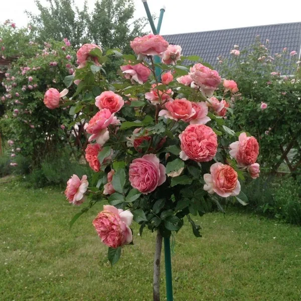 Роза Чиппендэйл (Chippendale) на штамбе