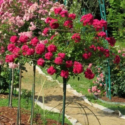 Роза Динки (Dinky) на штамбе