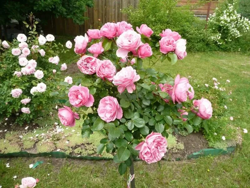 Роза Эшли (Ashley) на штамбе