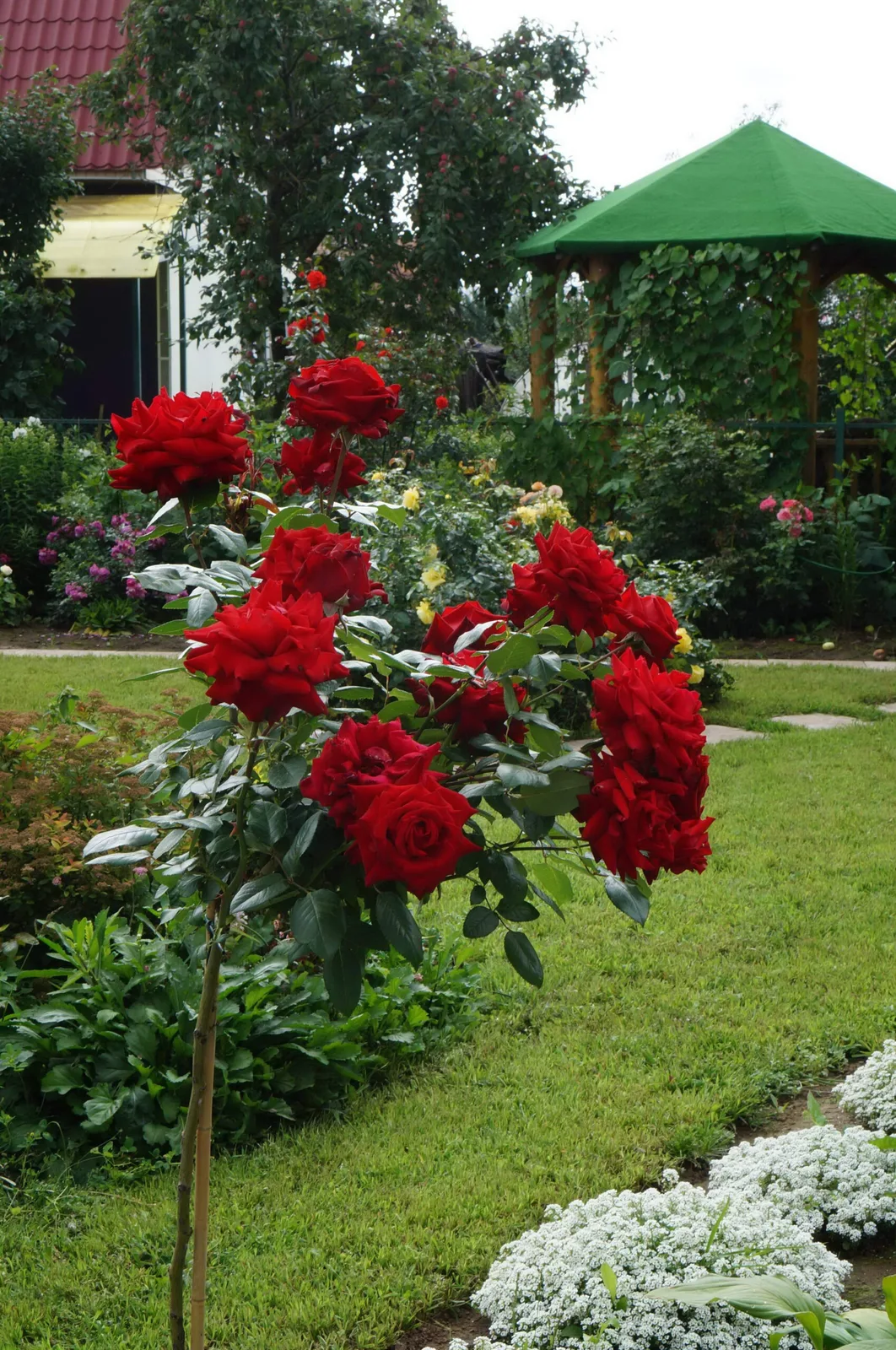 Роза Флорентина (Florentina)на штамбе