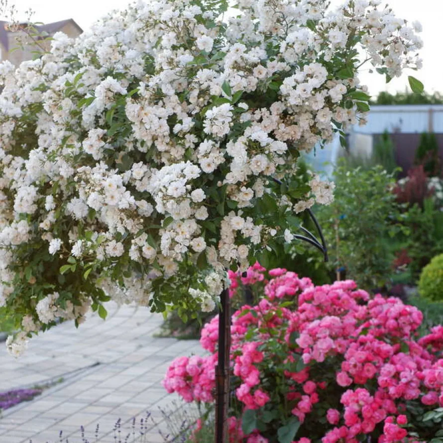 Роза Гирлянд де Амур (Guirlande d'Amour) на штамбе