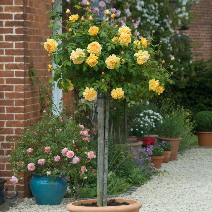 Роза Голден Селебрейшн (Golden Celebration) на штамбе