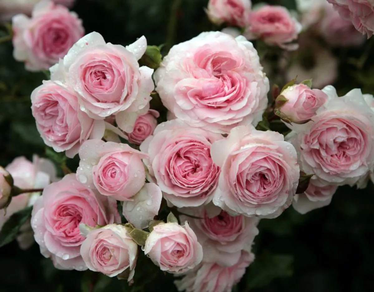 Роза Larissa (Лариса) на штамбе