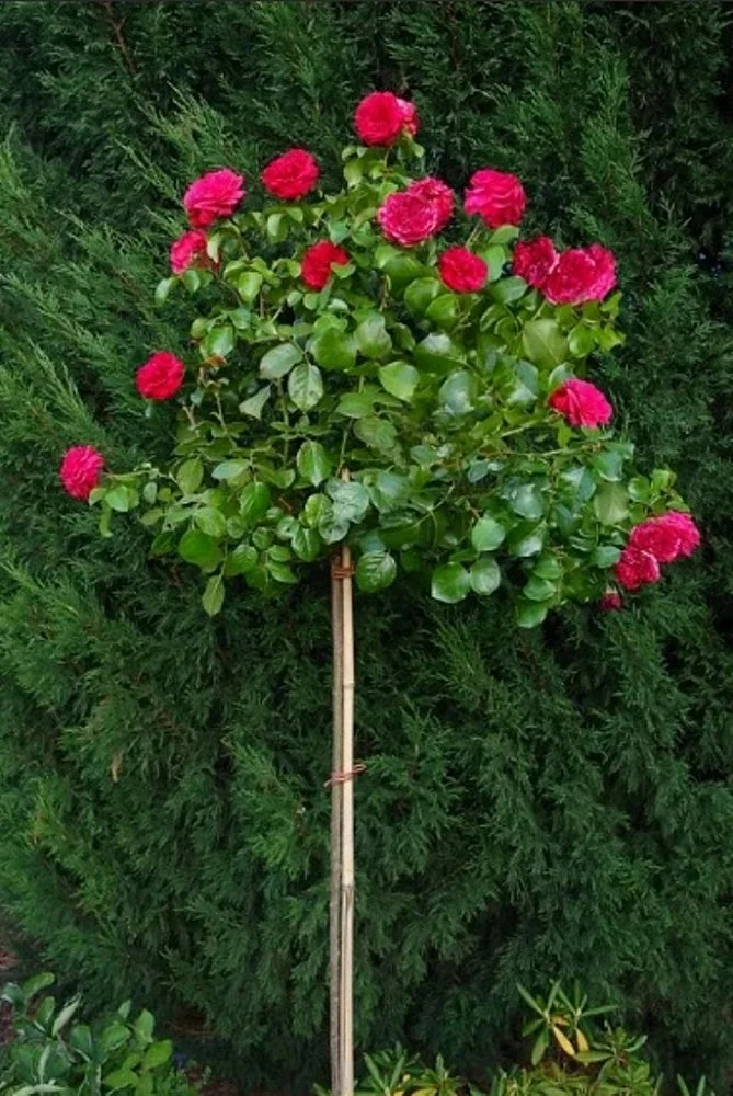 Роза Ред Леонардо Да Винчи(Red Leonardo da Vinci) на шамбе