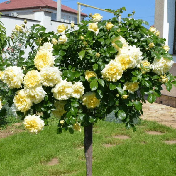 Роза Нельсон Монфор (Nelson Montfort) на штамбе