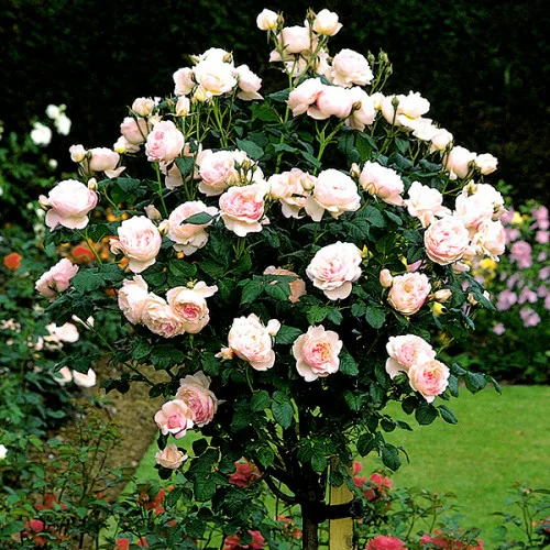 Роза Пастелла (Pastella) на штамбе