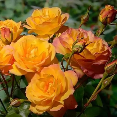 Роза Сахара (Sahara) на штамбе