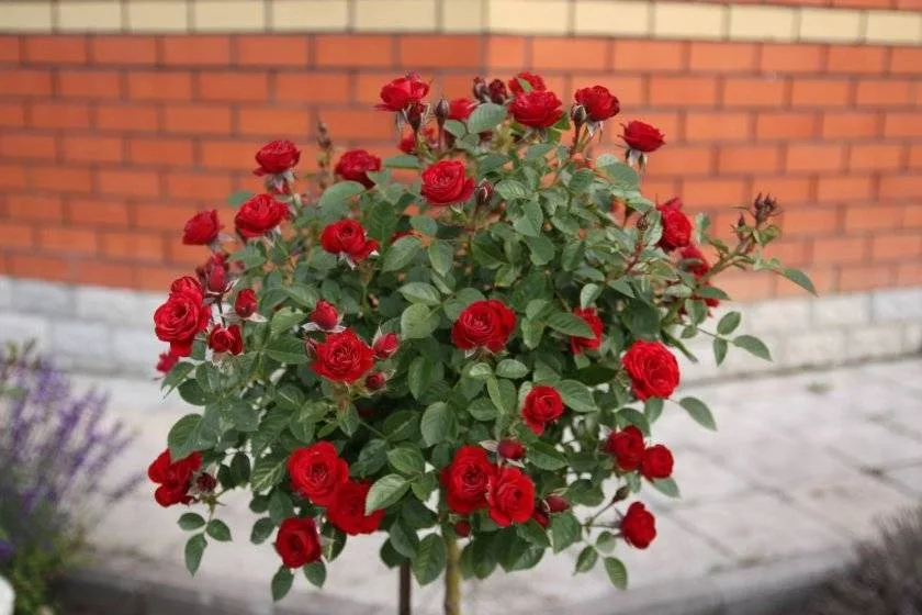 Роза Скарлет Мейяндекор (Scarlet Meillandecor) на штамбе